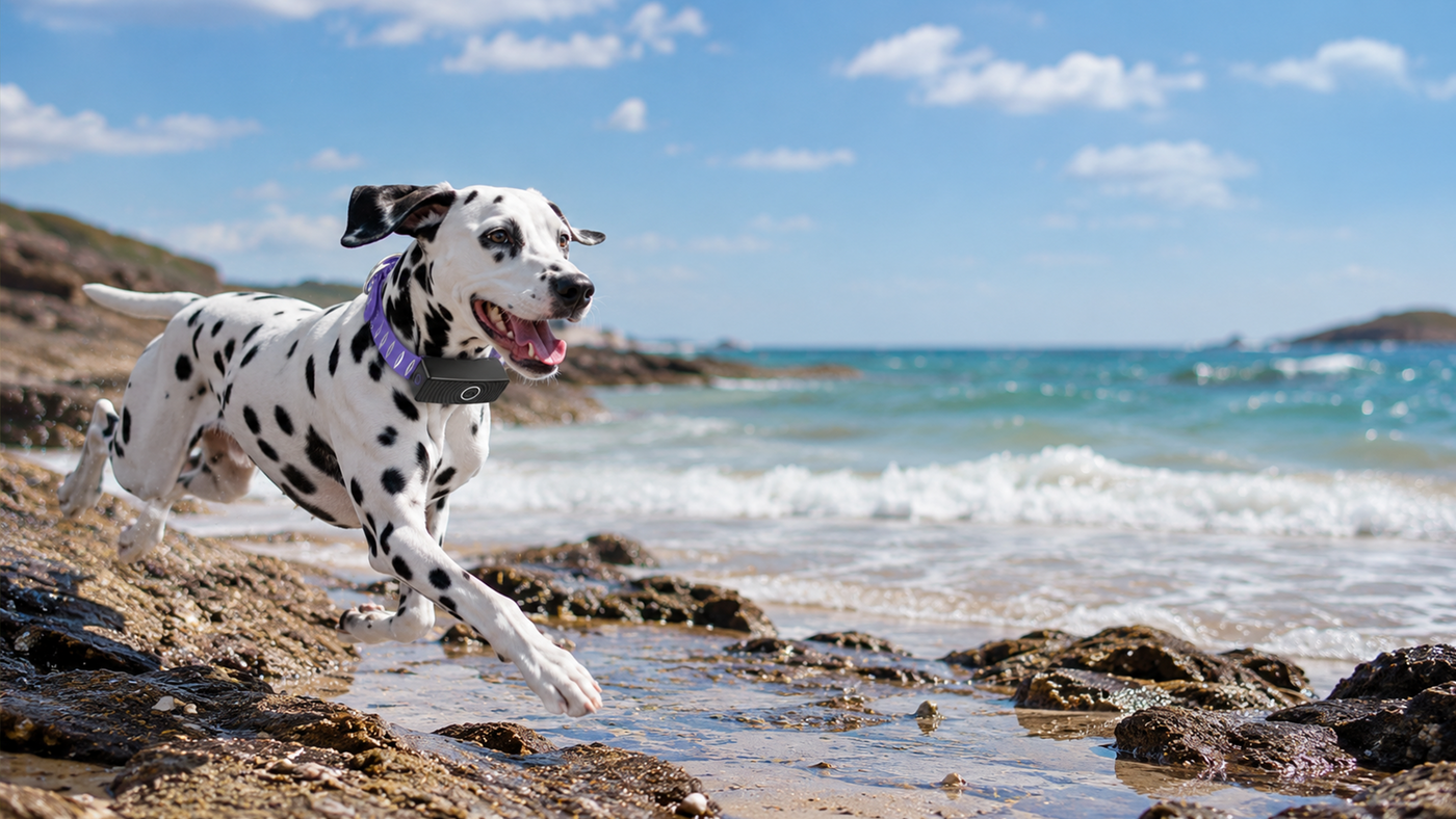 Live Tracking - Know your pet’s location instantly.