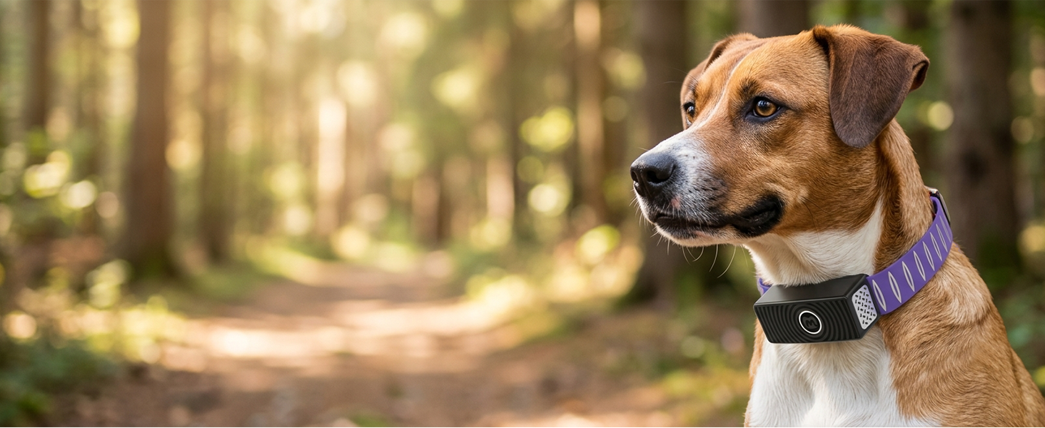 Getting started with Collar Max