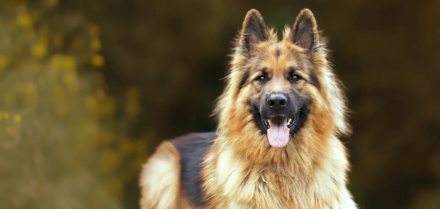Live Tracking - Know your pet’s location instantly.