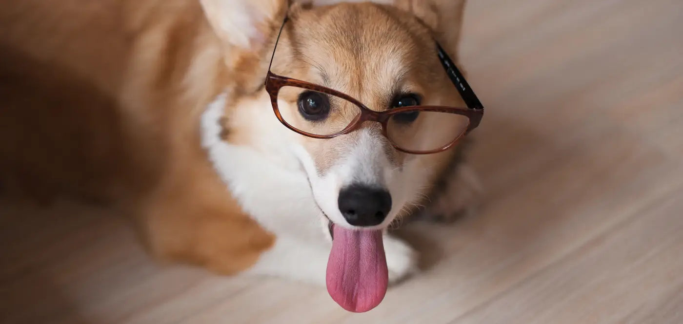 Live Tracking - Know your pet's location instantly.