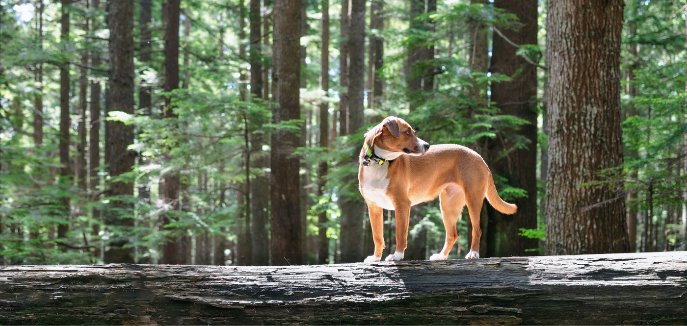 Live Tracking - Know your pet's location instantly.