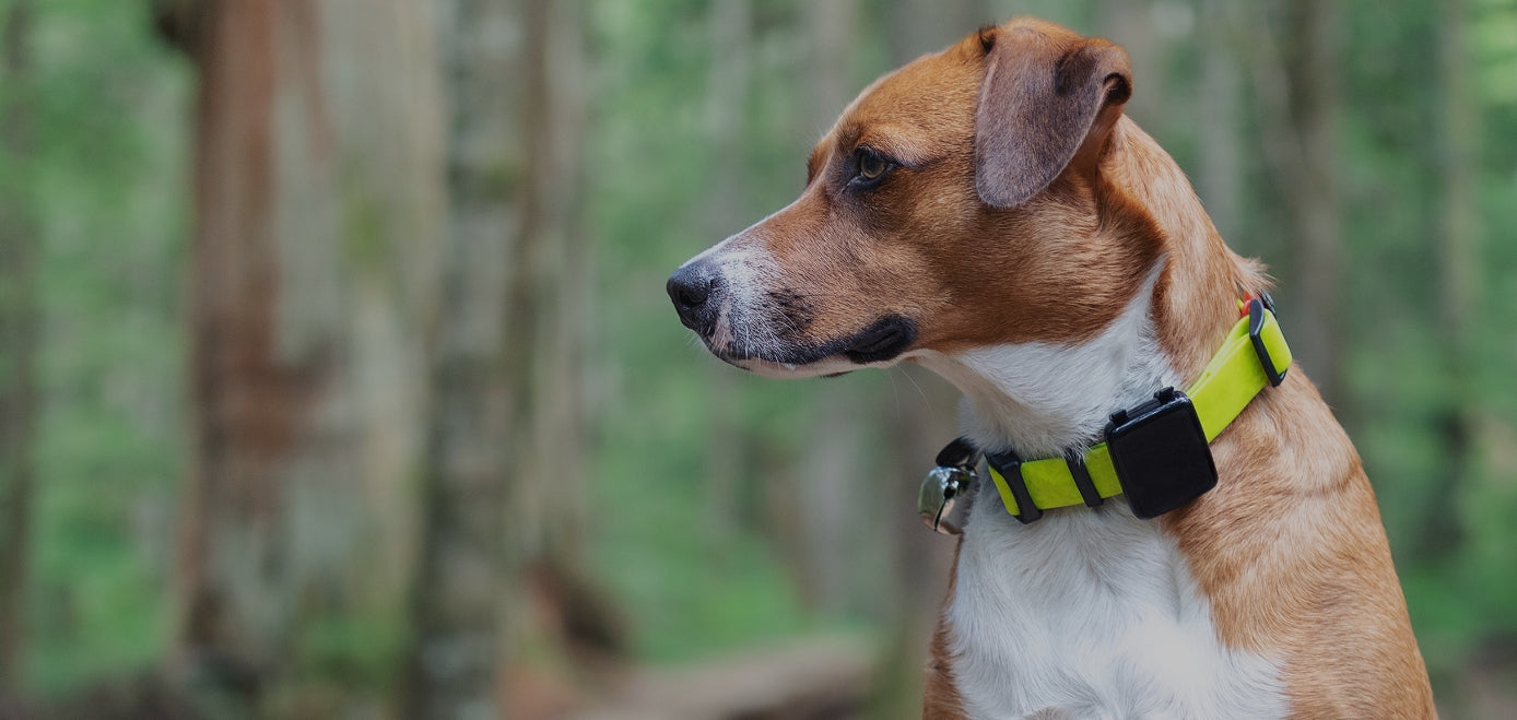 Getting started with Collar Max